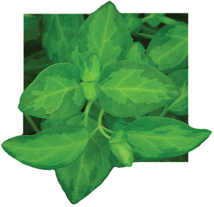 Vinca_Vine_Maculata-LOW.jpg