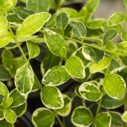 Vinca_Vine_Ralph_Shugart.jpg