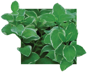Vinca_Vine_Variegated-LOW.jpg