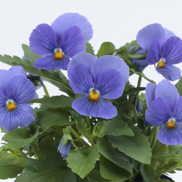 Image Of Viola ColorMax True Blue