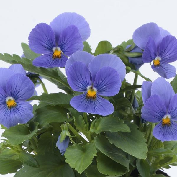 Image Of Viola ColorMax True Blue