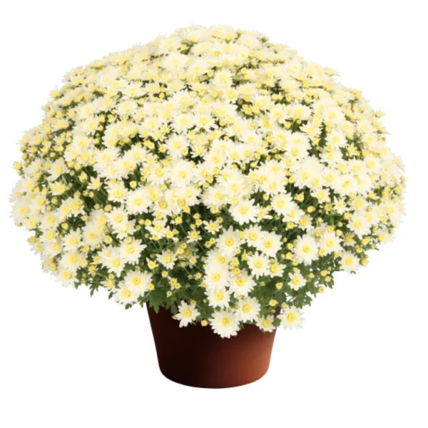 YODER-GARDEN-MUM-ALEXA-WHITE-1772037315.png