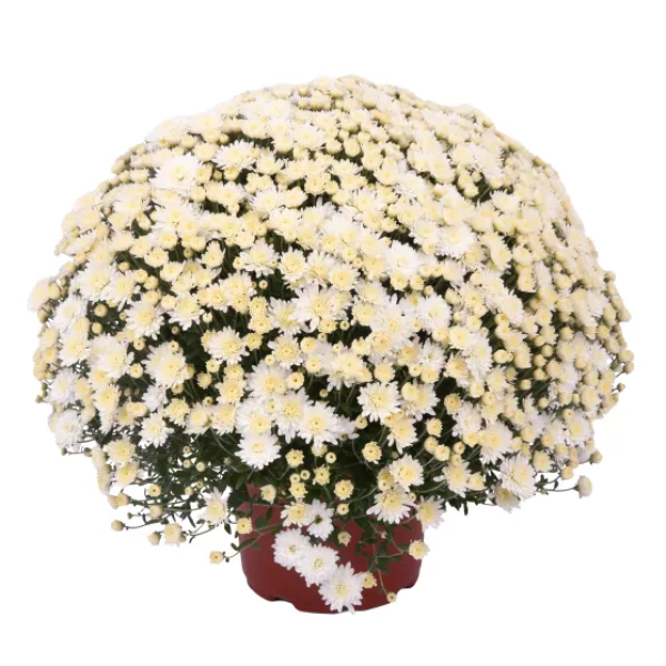 YODER-GARDEN-MUM-ANGELA-WHITE-1772037503.png
