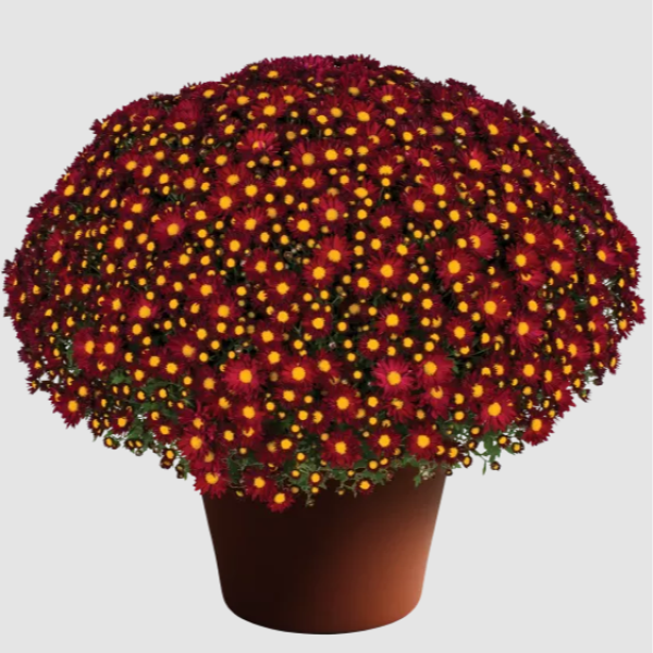 YODER-GARDEN-MUM-EDANA-RED-1772037559.png
