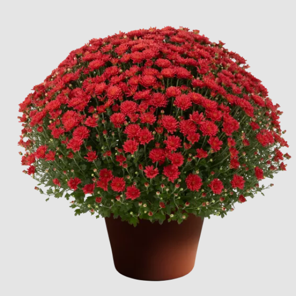 YODER-GARDEN-MUM-JACQUELINE-COPPER-1772037579.png