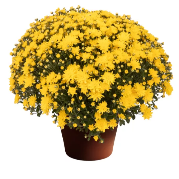 YODER-GARDEN-MUM-JENNIE-YELLOW-1772037660.png