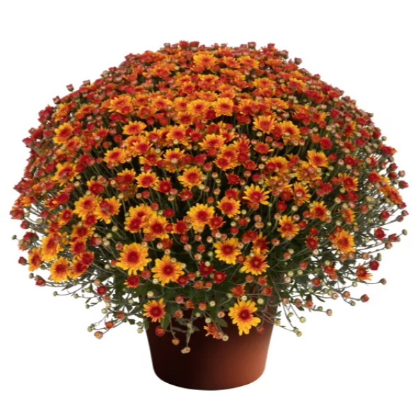 YODER-GARDEN-MUM-MELANIE-BRONZE-BICOLOR-1772037676.png