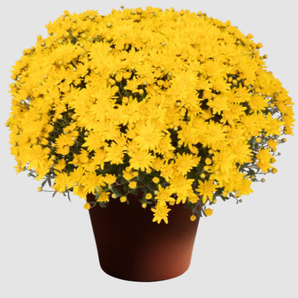 YODER-GARDEN-MUM-NADIA-YELLOW-1772037726.png