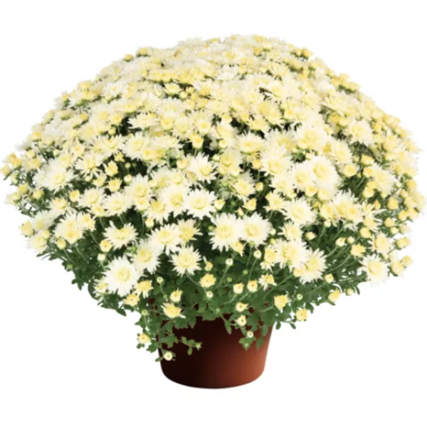 YODER-GARDEN-MUM-NORAH-WHITE-1772037765.png
