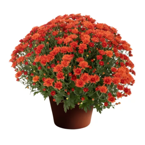 YODER-GARDEN-MUM-PAMELA-DARK-ORANGE-1772037806.png