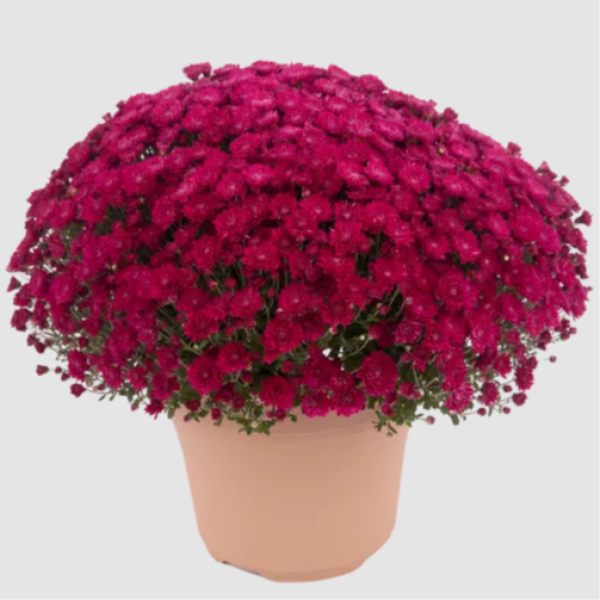 YODER-GARDEN-MUM-PAULINE-PURPLE-1772037869.png