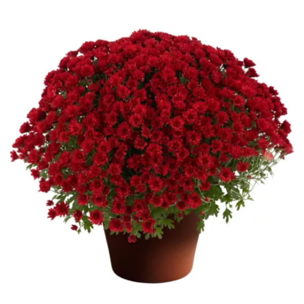 YODER-GARDEN-MUM-REBECCA-RED-1772037915.png