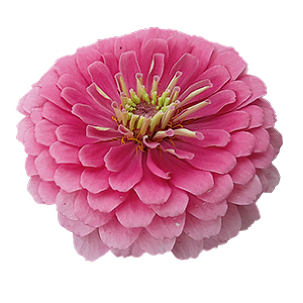 Image Of Zinnia Benarys Giant Bright Pink