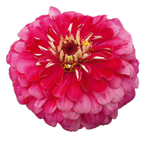 Image Of Zinnia Benarys Giant Carmine
