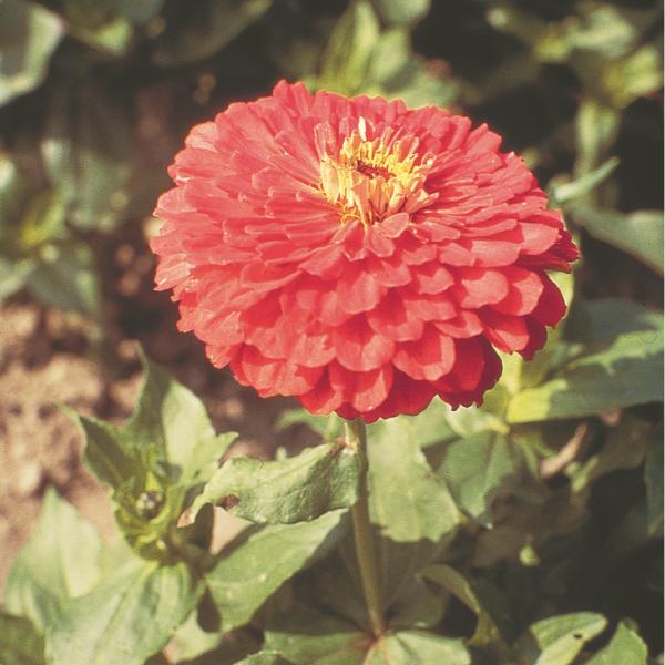 Image Of Zinnia Benarys Giant Coral