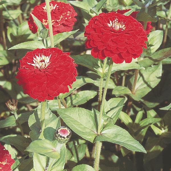 Image Of Zinnia Benarys Giant Deep Red