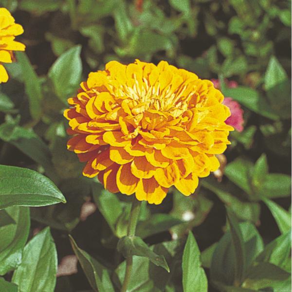 Image Of Zinnia Benarys Giant Golden Yellow