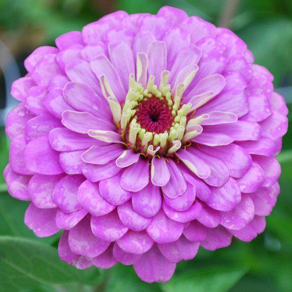 Image Of Zinnia Benarys Giant Lilac