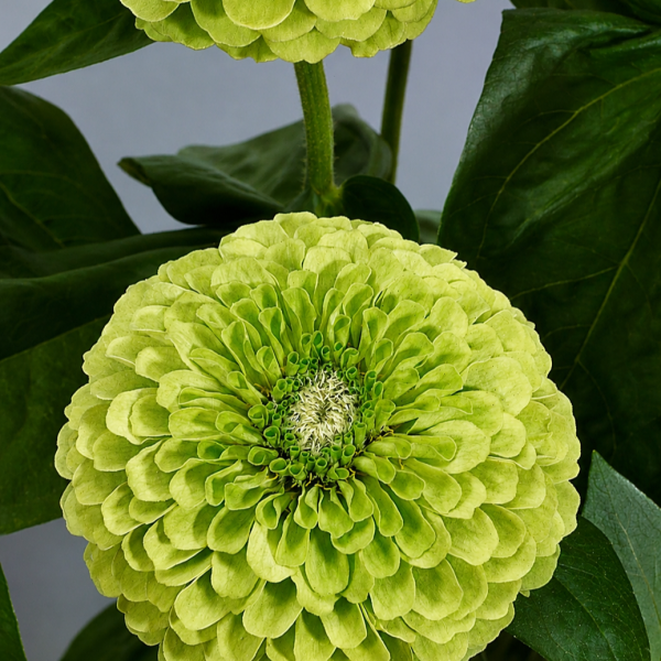 Image Of Zinnia Benarys Giant Lime