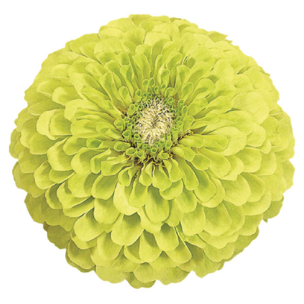 Image Of Zinnia Benarys Giant Lime