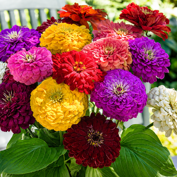 Image Of Zinnia Benarys Giant Mix