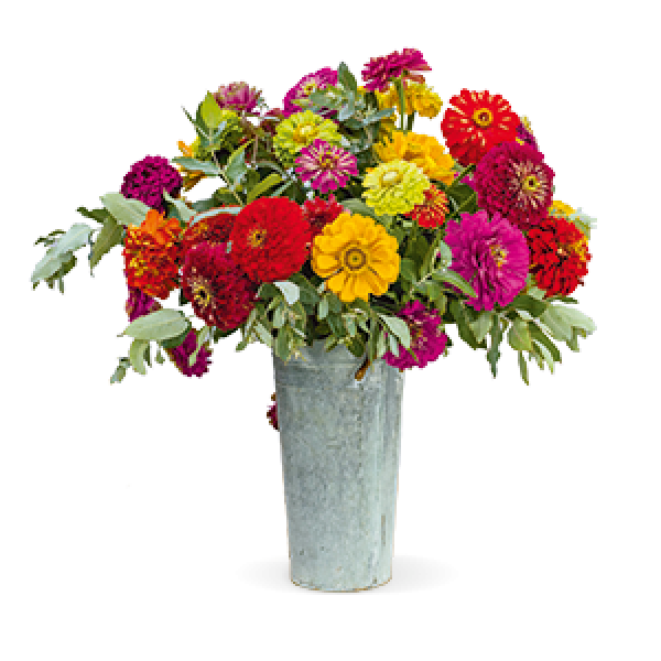 Image Of Zinnia Benarys Giant Mix