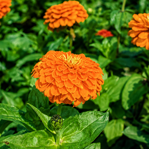 Image Of Zinnia Benarys Giant Orange