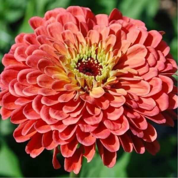 Image Of Zinnia Benarys Giant Salmon Rose