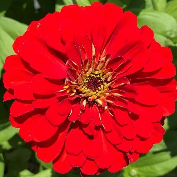 Image Of Zinnia Benarys Giant Scarlet
