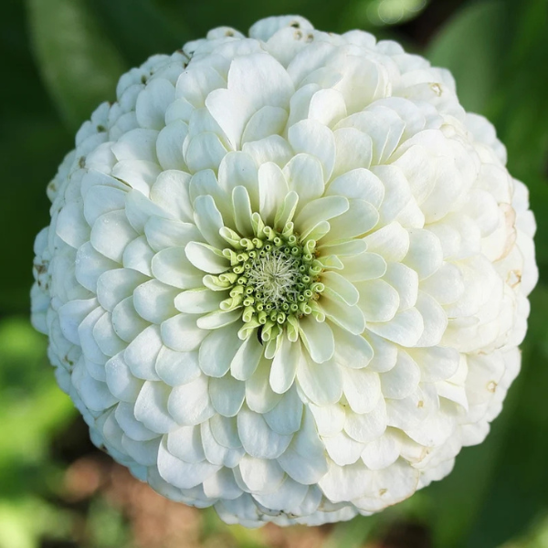 Image Of Zinnia Benarys Giant White