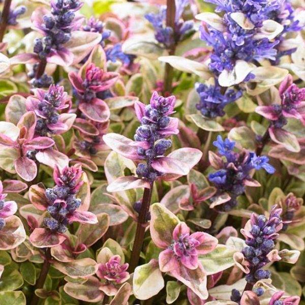 a-ajuga.jpg
