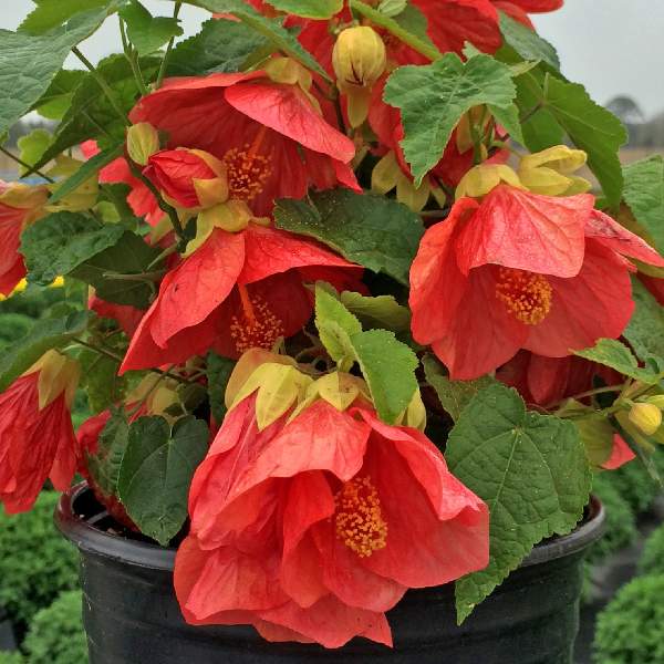 abutilon-hybrid-lantern-passion-abutilon-1725023893.jpg