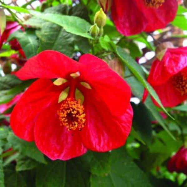 ABUTILON HYBRID LUCKY LANTERN RED