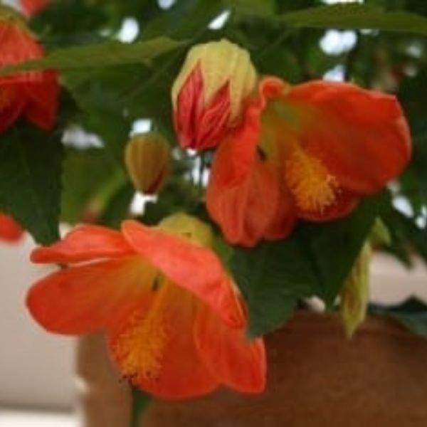 abutilon-hybrid-lucky-lantern-tangerine-abutilon-1659376243.jpg