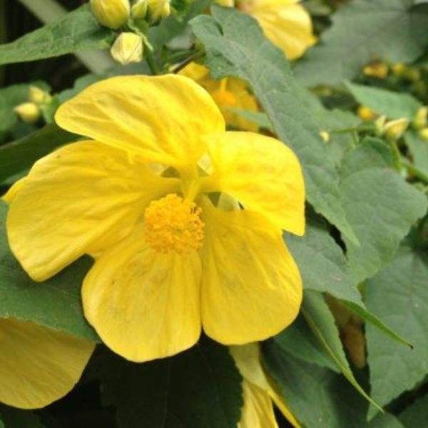 ABUTILON HYBRID LUCKY LANTERN YELLOW
