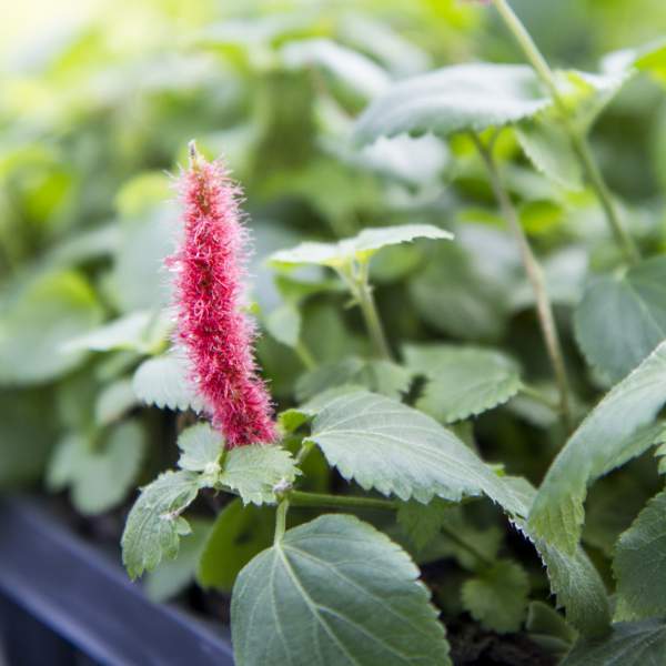 Spring Blooming