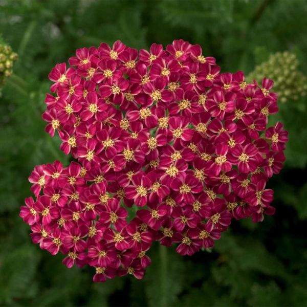 Achillea