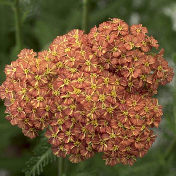 ACHILLEA DESERT EVE TERRACOTTA