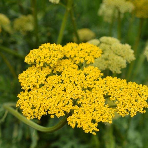 ACHILLEA MOONSHINE