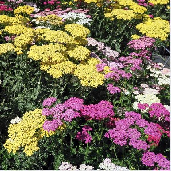 achillea-summer-pastels-achillea-1665152264.jpg