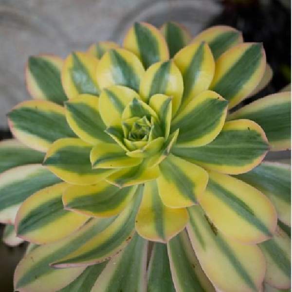 Aeonium