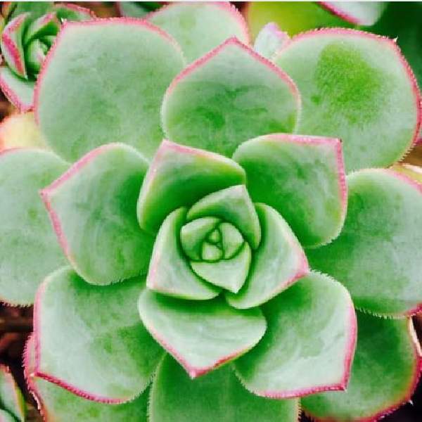 Wholesale Aeonium Succulent Starter Plants