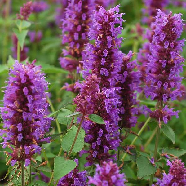 Agastache