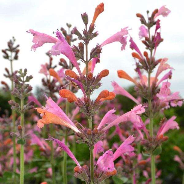 AGASTACHE KUDOS AMBROSIA