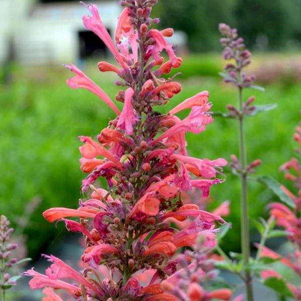 agastache-kudos-coral-agastache-1659376571.jpg