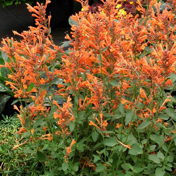 agastache-kudos-mandarin-agastache-1725024153.jpg