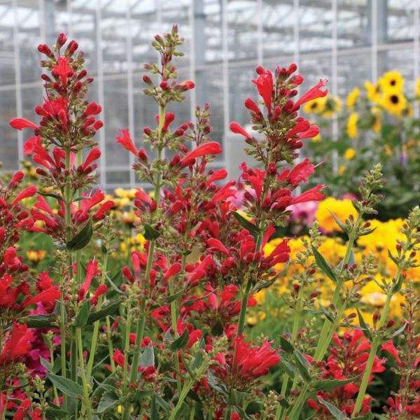 agastache-kudos-red-agastache-1659376596.jpg