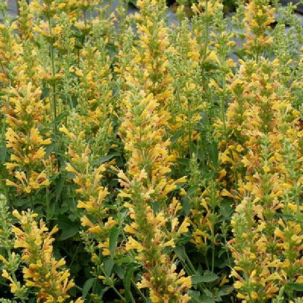 agastache-kudos-yellow-agastache-1660227638.jpg