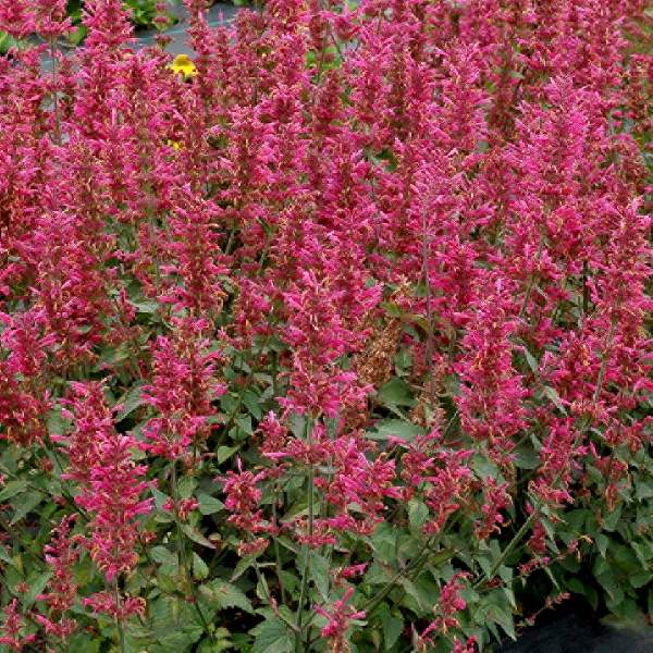 agastache-morello-agastache-1725024249.jpg