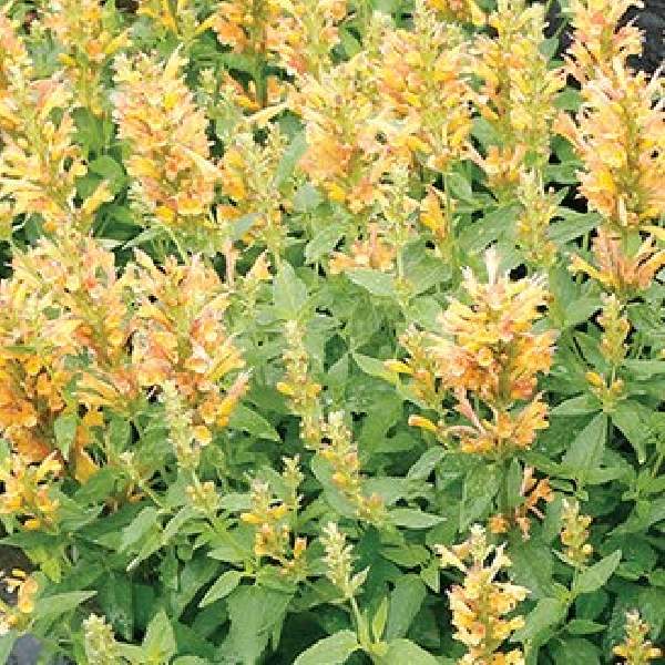 agastache-poquito-butter-yellow-agastache-1660227709.jpg